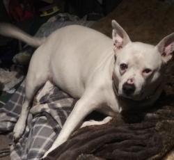 Lost Male Dog last seen South haven, Oakhurst, OK 74107
