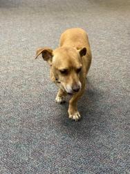 Reunited Male Dog last seen MVD Tucson East, Tucson, AZ 85710