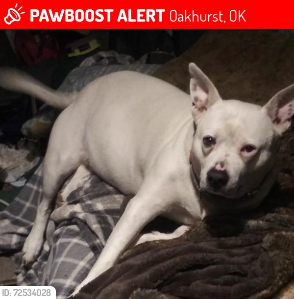 Lost Male Dog last seen South haven, Oakhurst, OK 74107