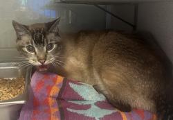 Shelter Stray Male Cat last seen Near E 2700 S, SALT LAKE CITY, UT, 84115, 511 W 3900 S, Salt Lake City, UT 84123, USA