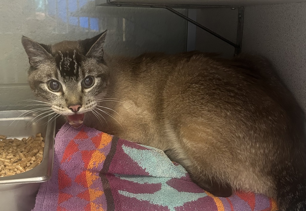 Shelter Stray Male Cat last seen Near E 2700 S, SALT LAKE CITY, UT, 84115, 511 W 3900 S, Salt Lake City, UT 84123, USA