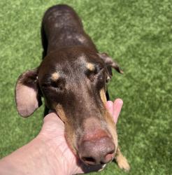 Shelter Stray Female Dog last seen Near Fletcher Parkway, El Cajon, CA, 92020, El Cajon, CA 92020, USA
