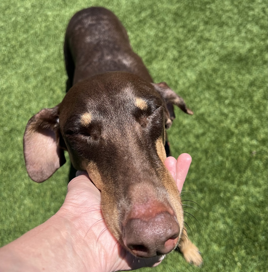 Shelter Stray Female Dog last seen Near Fletcher Parkway, El Cajon, CA, 92020, El Cajon, CA 92020, USA