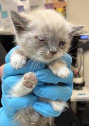 Shelter Stray Male Cat last seen SE Harold st and SE 102nd Ave, OR, 1700 W Historic Columbia River Hwy, Troutdale, OR 97060, USA