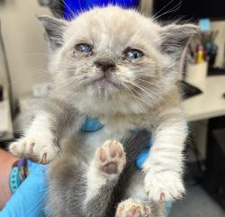 Shelter Stray Female Cat last seen SE Harold st and SE 102nd Ave, OR, 1700 W Historic Columbia River Hwy, Troutdale, OR 97060, USA