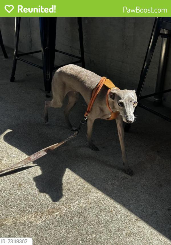 Reunited Female Dog last seen E First St, Newport Ave, Tustin, CA 92780