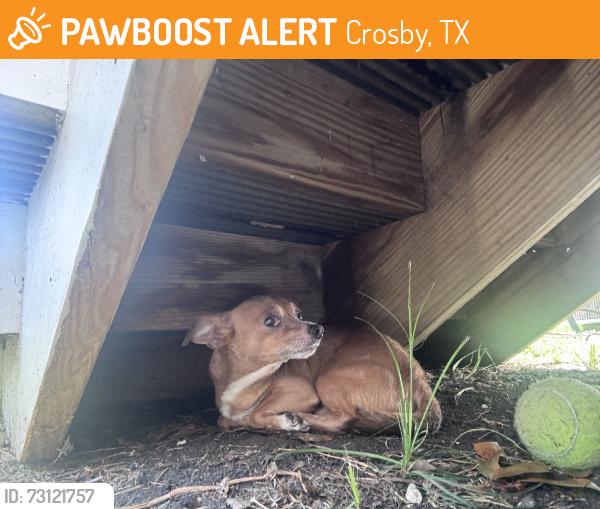Found/Stray Male Dog last seen Werchan, Crosby, TX 77532