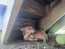 Found/Stray Male Dog last seen Werchan, Crosby, TX 77532