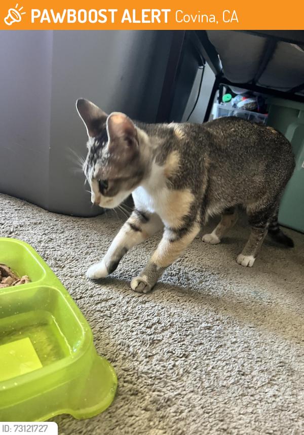 Found/Stray Female Cat last seen Cienega and Covina, Covina, CA 91724