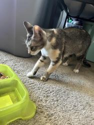 Found/Stray Female Cat last seen Cienega and Covina, Covina, CA 91724