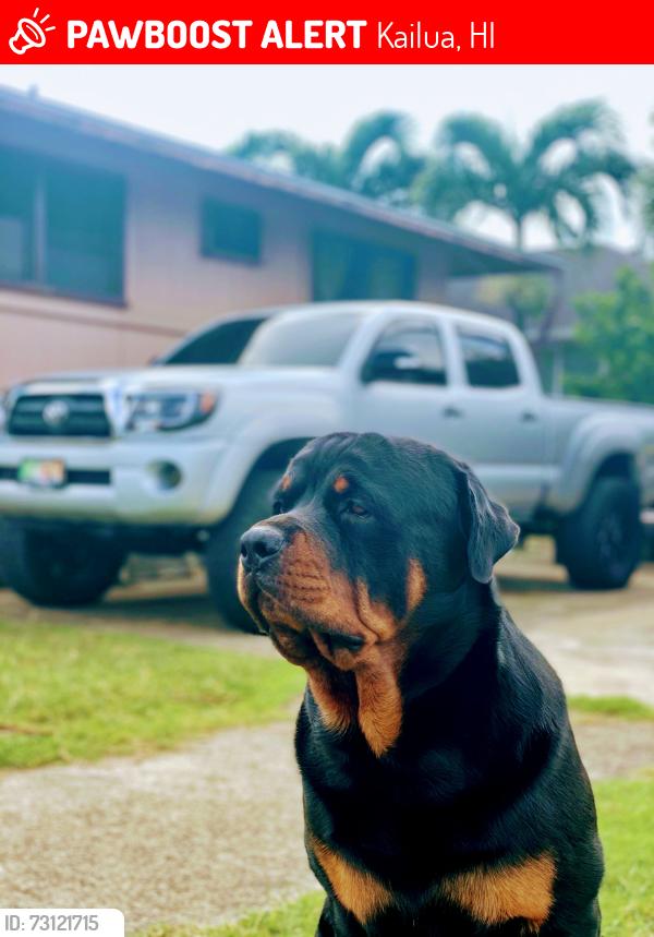 Lost Male Dog last seen Oneawa st. Kailua, Kailua, HI 96734