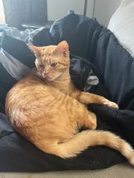 Lost Male Cat last seen Abraham Clark Highschool , Roselle, NJ 07203