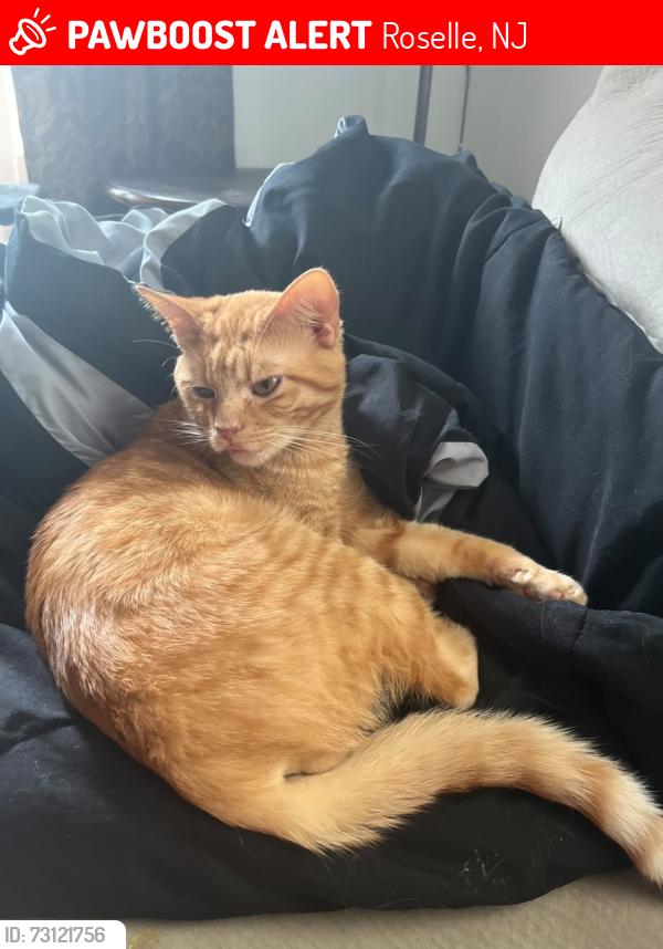Lost Male Cat last seen Abraham Clark Highschool , Roselle, NJ 07203