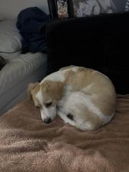 Lost Male Dog last seen I last saw him near Roosevelt elementary school, Santa Ana, CA 92701