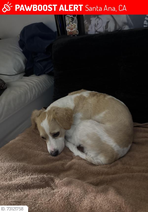 Lost Male Dog last seen I last saw him near Roosevelt elementary school, Santa Ana, CA 92701