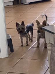 Reunited Male Dog last seen Gun Club Rd SW, Albuquerque, NM, USA, Albuquerque, NM 87105