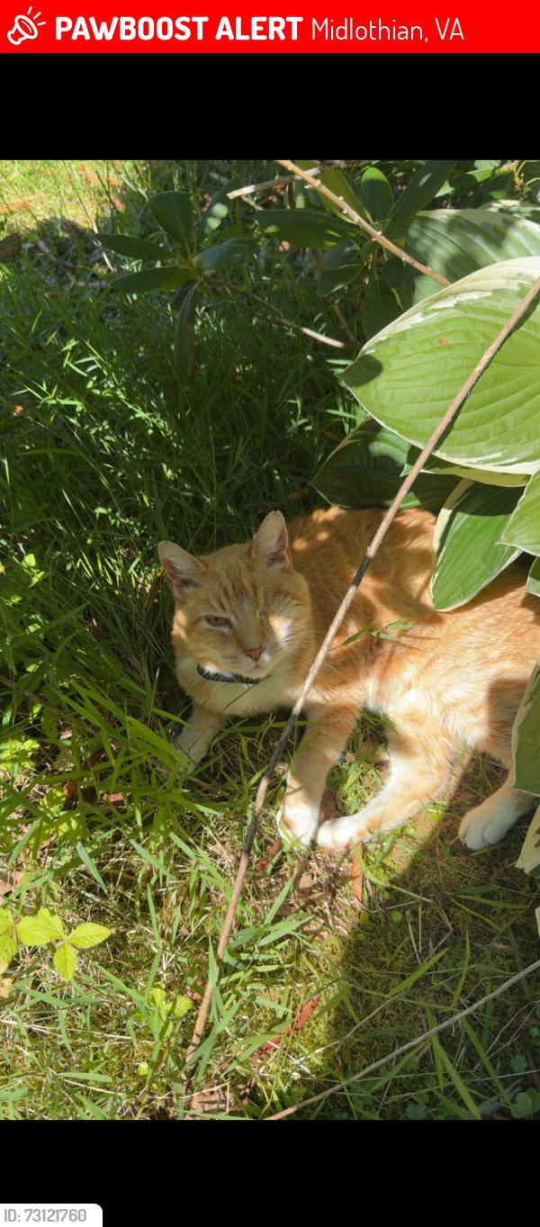 Lost Male Cat last seen Old hundred mill, Midlothian, VA 23112