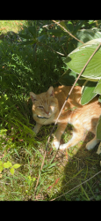 Lost Male Cat last seen Old hundred mill, Midlothian, VA 23112