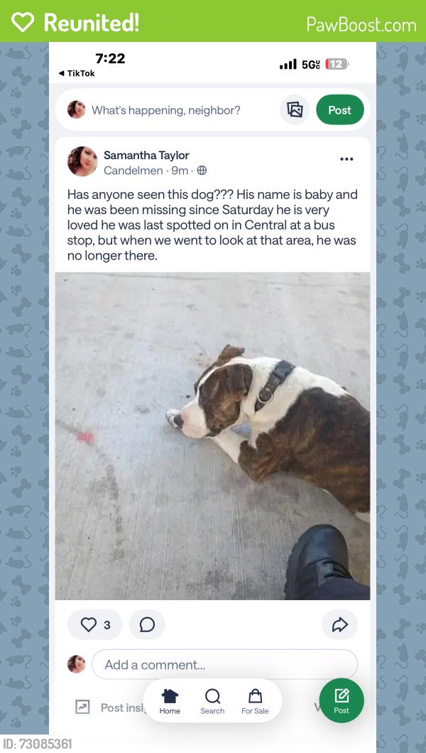 Reunited Male Dog last seen Central bus stop by the casino, Albuquerque, NM 87108