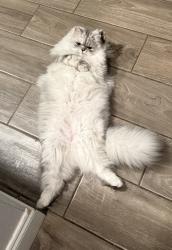 Lost Female Cat last seen Mcdougal & Church, Greenville, TX 75401