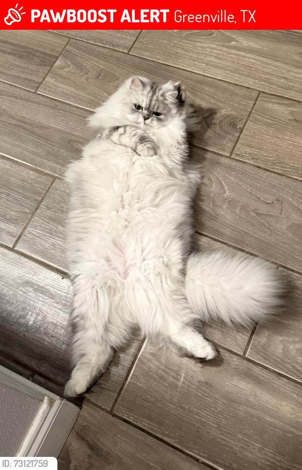 Lost Female Cat last seen Mcdougal & Church, Greenville, TX 75401