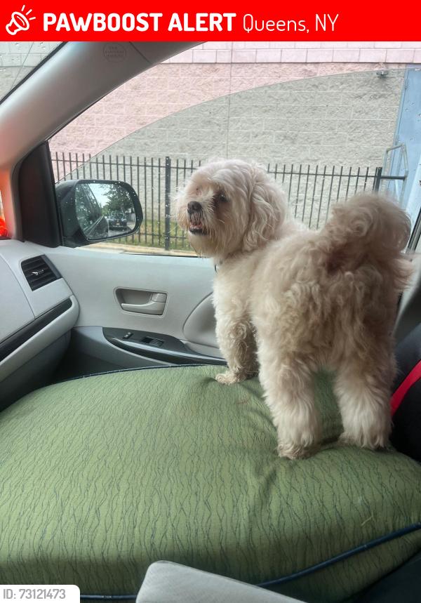 Lost Male Dog last seen Near street and 155th st , Queens, NY 11434