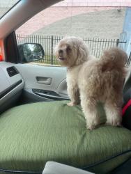 Lost Male Dog last seen Near street and 155th st , Queens, NY 11434