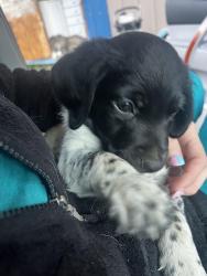 Lost Male Dog last seen Union fork rd Soddy daisy, Soddy-Daisy, TN 37379