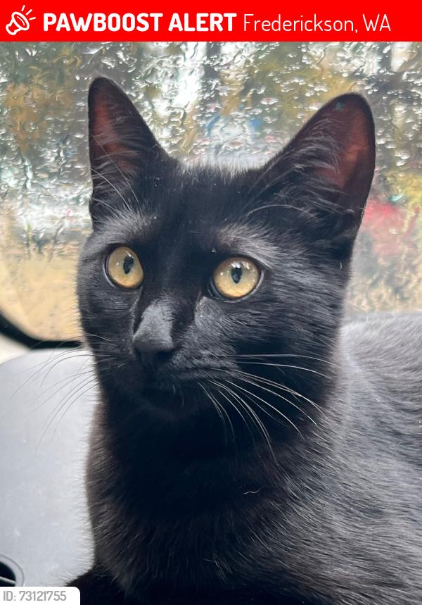 Lost Female Cat last seen 180th Street and 22nd Ave East , 98445, Frederickson, WA 98445