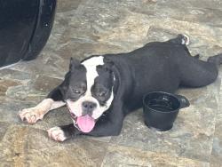 Found/Stray Female Dog last seen Kramer ln, hairl salon, Austin, TX 78758