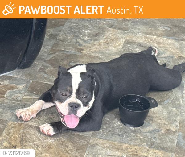 Found/Stray Female Dog last seen Kramer ln, hairl salon, Austin, TX 78758