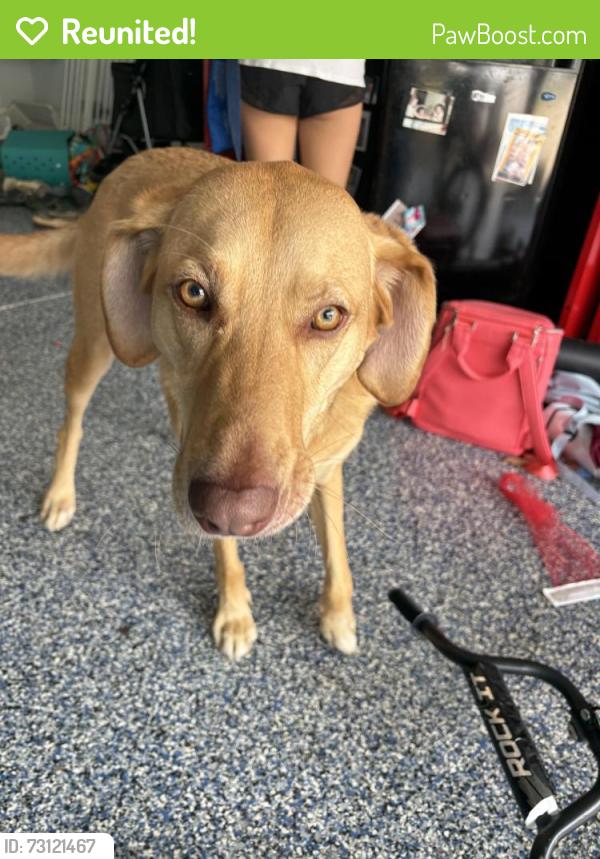 Reunited Female Dog last seen Teeter road country lake Dr, Mooresville, NC 28115