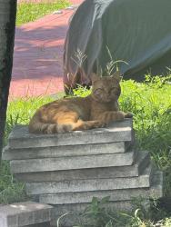 Reunited Male Cat last seen Near NW 75th way, Coral Springs, FL 33065