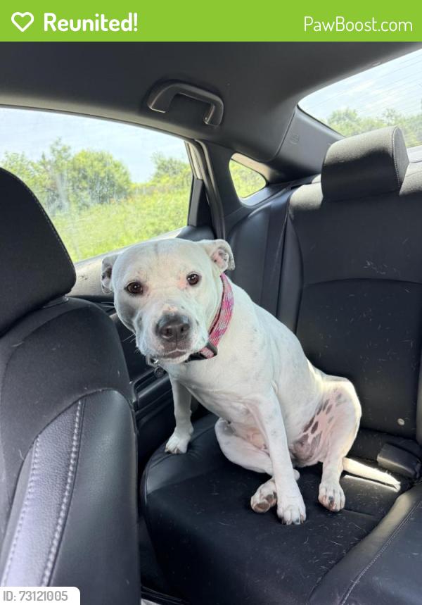 Reunited Female Dog last seen Stash dispensary, Richton Park, IL 60471
