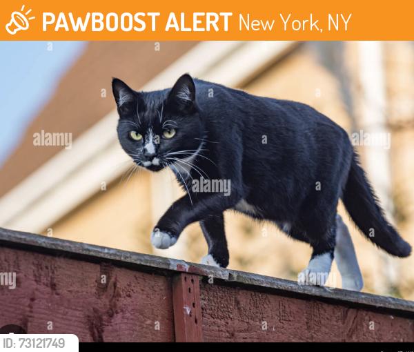 Found/Stray Unknown Cat last seen 69th st and columbus, New York, NY 10023