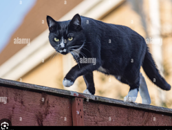 Found/Stray Unknown Cat last seen 69th st and columbus, New York, NY 10023