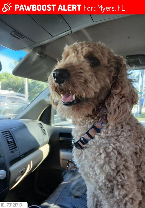 Lost Female Dog last seen mcgregor or winkler baptist church, Fort Myers, FL 33919