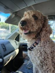 Lost Female Dog last seen mcgregor or winkler baptist church, Fort Myers, FL 33919