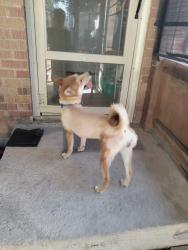 Reunited Female Dog last seen Pioneer Parkway, Arlington, TX 76018