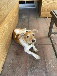 Reunited Male Dog last seen Near Fairmont park , 2700 south 800 east, Salt Lake City, UT 84106