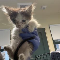 Shelter Stray Male Cat last seen , 361 S Raymond Ave, Pasadena, CA 91105, USA
