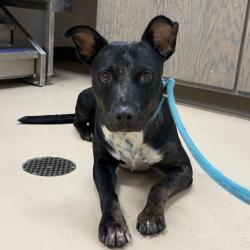 Shelter Stray Male Dog last seen , 901 N Haverty St, Pine Bluff, AR 71601, USA