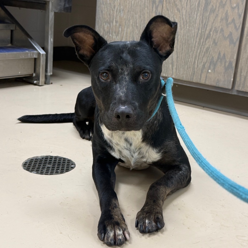 Shelter Stray Male Dog last seen , 901 N Haverty St, Pine Bluff, AR 71601, USA