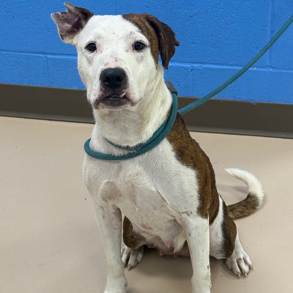 Shelter Stray Female Dog last seen , 901 N Haverty St, Pine Bluff, AR 71601, USA