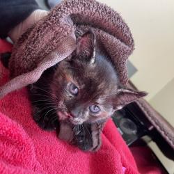 Shelter Stray Female Cat last seen , 361 S Raymond Ave, Pasadena, CA 91105, USA