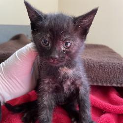 Shelter Stray Female Cat last seen , 361 S Raymond Ave, Pasadena, CA 91105, USA