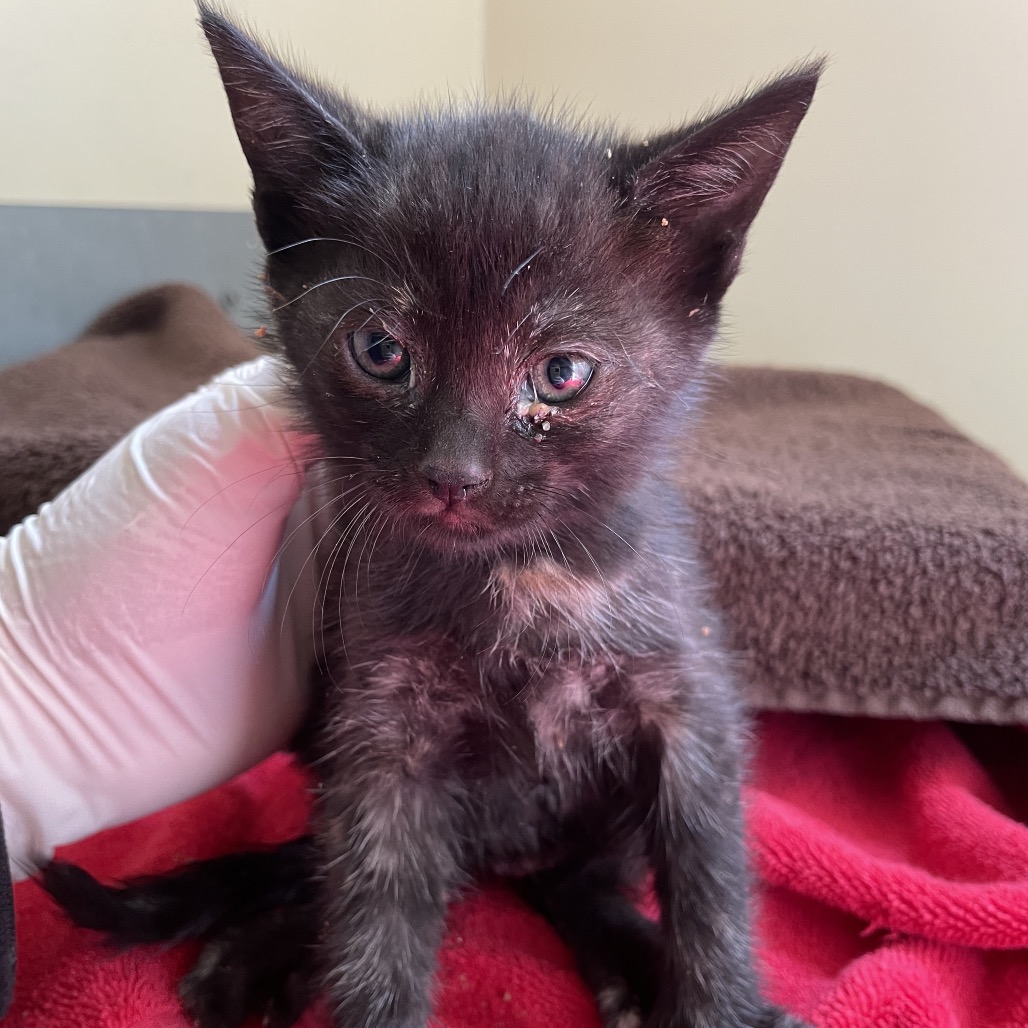 Shelter Stray Female Cat last seen , 361 S Raymond Ave, Pasadena, CA 91105, USA