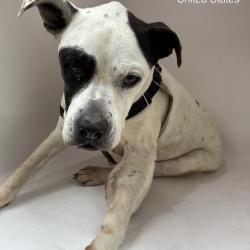 Shelter Stray Female Dog last seen , 4500 N Access Rd, Chattanooga, TN 37415, USA