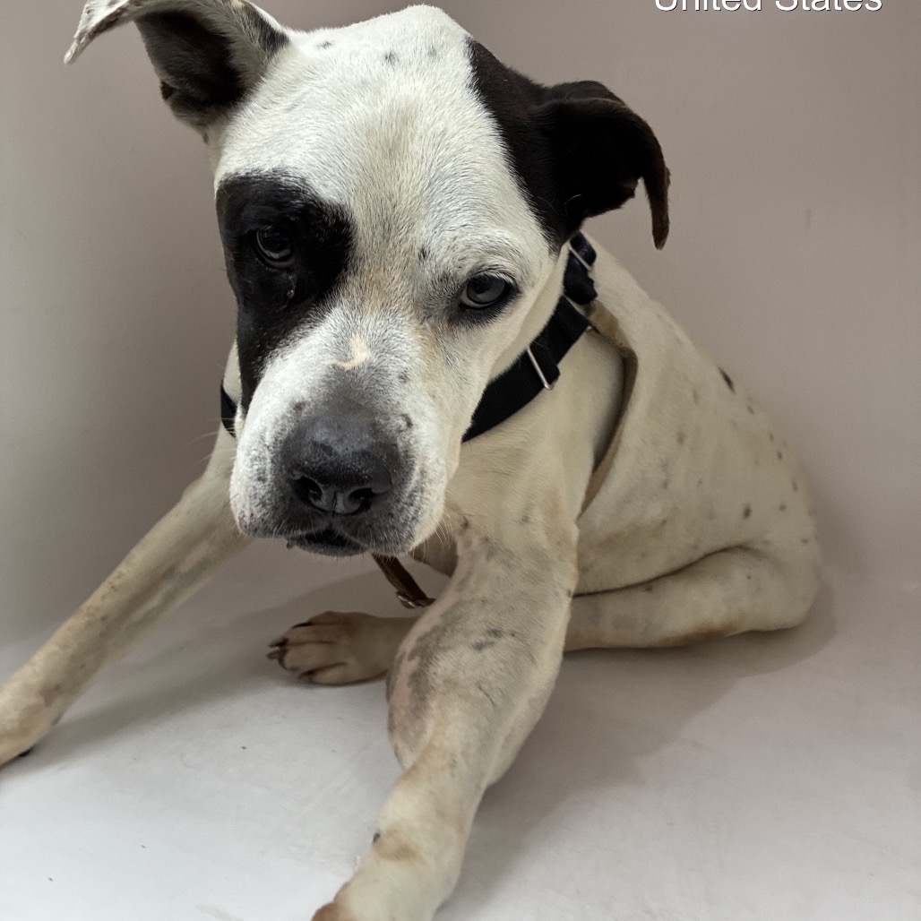 Shelter Stray Female Dog last seen , 4500 N Access Rd, Chattanooga, TN 37415, USA