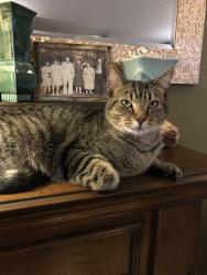 Lost Female Cat last seen Winslow and Carnaby Street, Bloomington, IN 47401